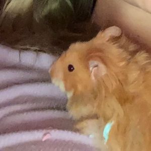 Meet your Posher, Summer